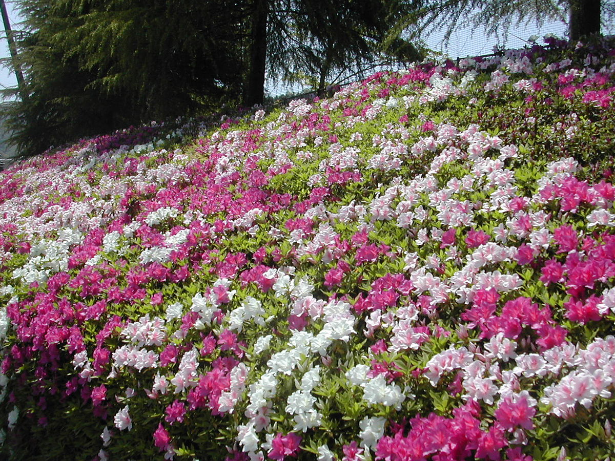 5月は青森県のツツジが美しい お花見スポットをご紹介 七戸町天王神社 大鰐町茶臼山公園 Forestlife