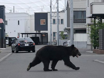 【熊出没】札幌市中央区円山西町2丁目付近でヒグマの目撃情報相次ぐ